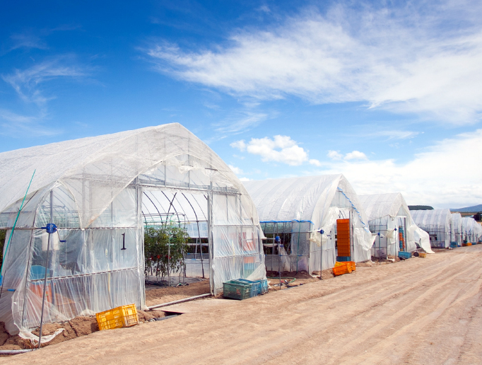 楓ハードメイプル虎斑杢 蘇芳染めミニ食蘢 楓ハードメイプル虎斑杢