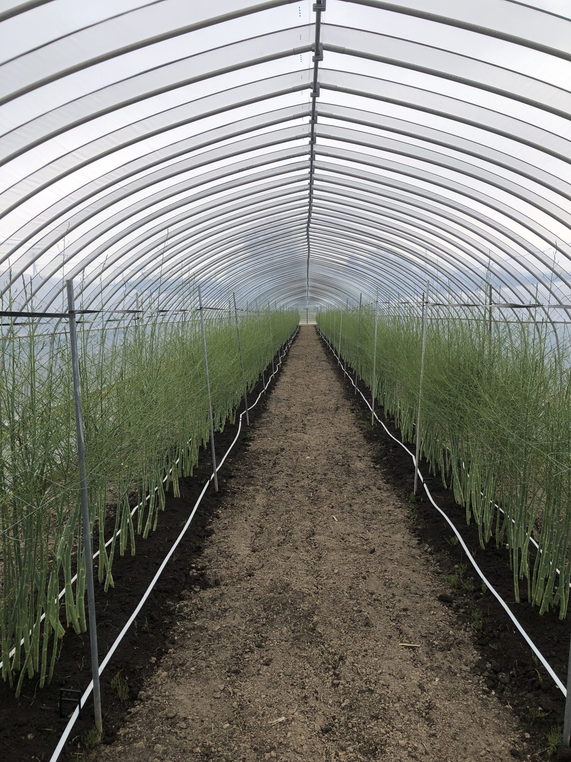 Y*e様 【ラスト小葉/安心の発根済株/鉢込/新芽3か所程度】 斑入り パンダガ チャンチン – はなもく散歩