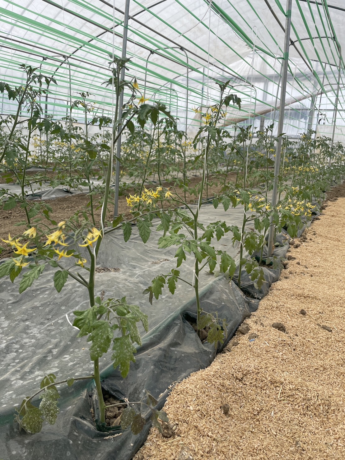 誘引支柱〜紐つり - 北海道富良野市のミニトマト・アスパラガス【益田