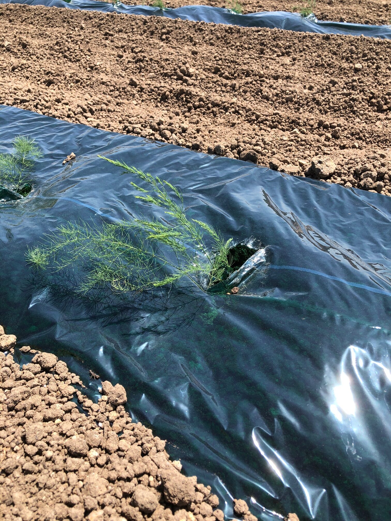 アスパラ定植終了〜 - 北海道富良野市のミニトマト・アスパラガス